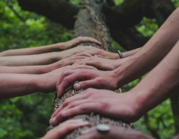 Photo de plusieurs mains posées sur un tronc d’arbre