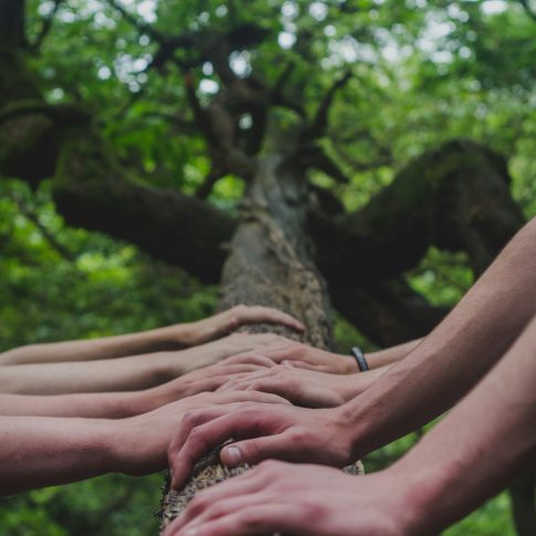 Photo de plusieurs mains posées sur un tronc d’arbre